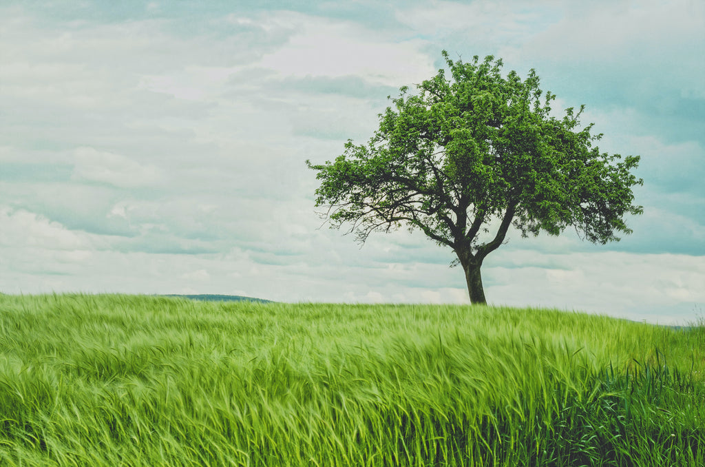 Impact of household cleaners on environment