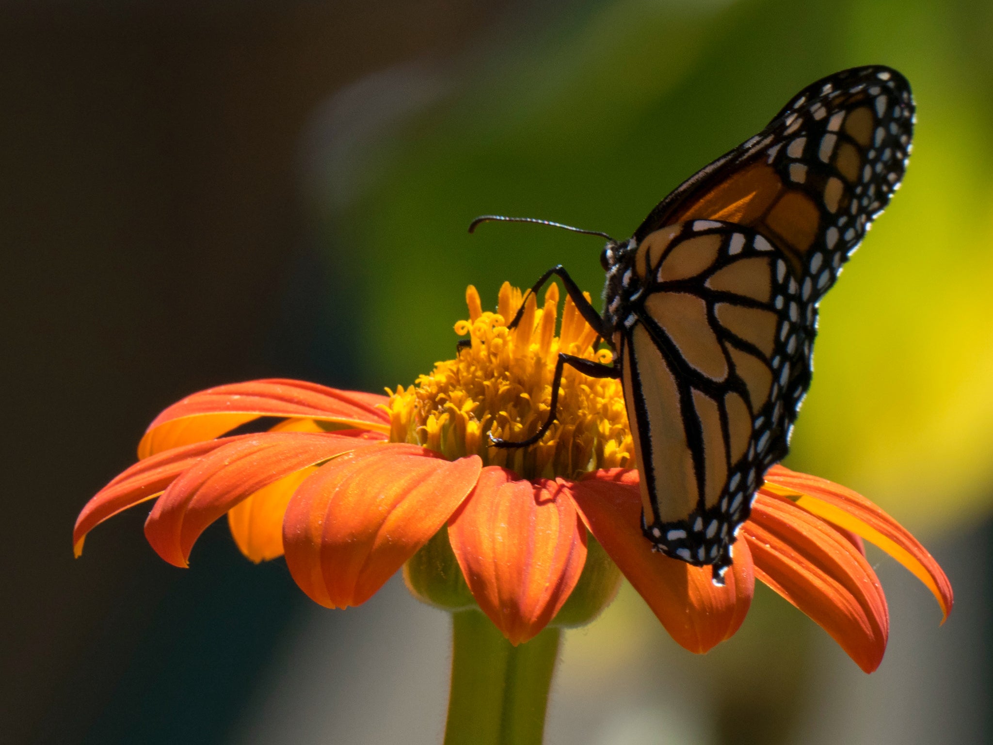 September: India's Butterfly Month - Discover the National and State Butterflies